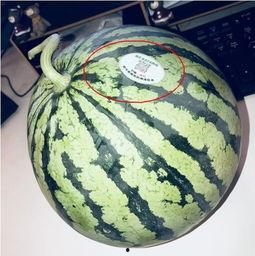 网红丹东吃瓜,一场视觉与味蕾的盛宴